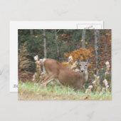 Herbst Hirsche im Arrowhad GA Postkarte (Vorne/Hinten)