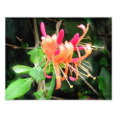 Herbst Honeysuckle ~ Foto (Vorne)