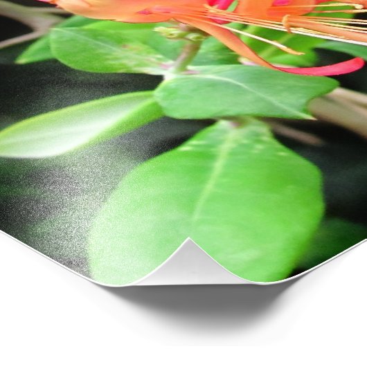 Herbst Honeysuckle ~ Foto (Ecke)