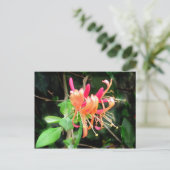 Herbst Honeysuckle ~ Postkarte (Stehend Vorderseite)