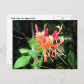 Herbst Honeysuckle ~ Postkarte (Vorne/Hinten)