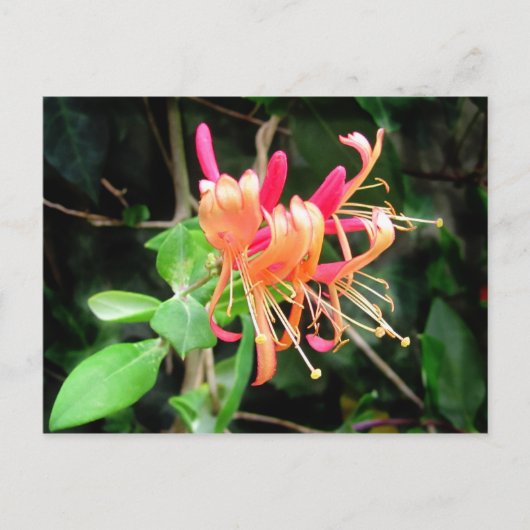 Herbst Honeysuckle ~ Postkarte (Vorderseite)
