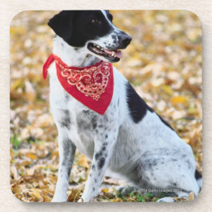 Herbst-Hund Getränkeuntersetzer