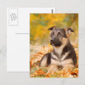 Herbst Hundewelpe Postkarte (Vorne/Hinten)