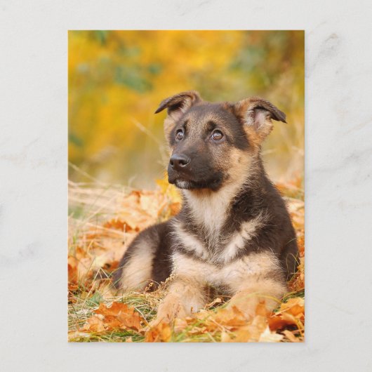 Herbst Hundewelpe Postkarte (Vorderseite)