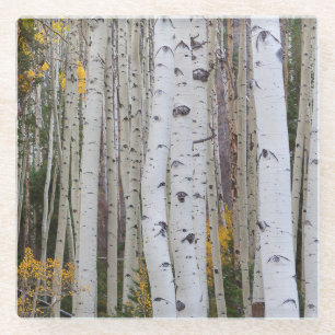 Herbst im Aspen Glasuntersetzer