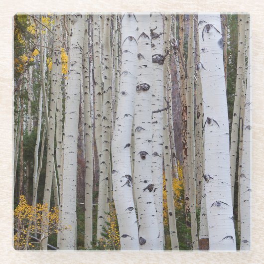 Herbst im Aspen Glasuntersetzer (Vorderseite)
