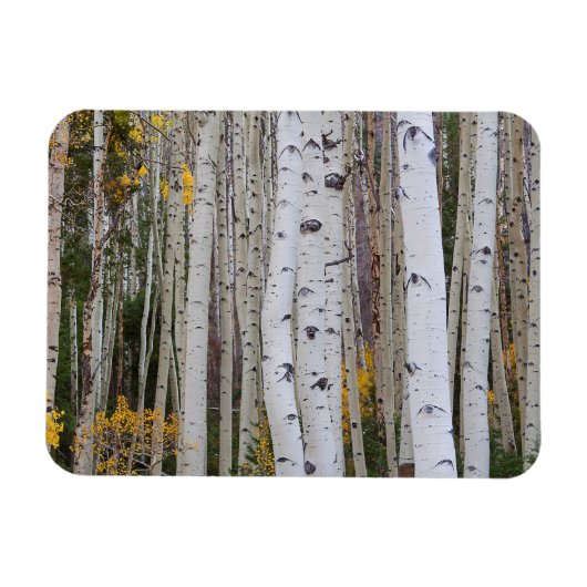 Herbst im Aspen Magnet (Horizontal)