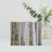 Herbst im Aspen Postkarte (Stehend Vorderseite)