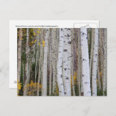 Herbst im Aspen Postkarte (Vorne/Hinten)