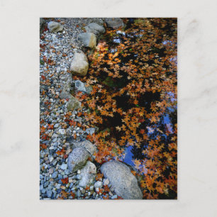 Herbst im Garten Postkarte