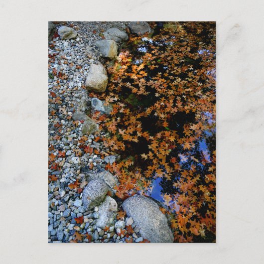 Herbst im Garten Postkarte (Vorderseite)