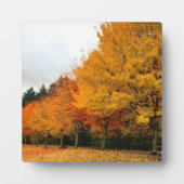 Herbst im Park, Oregon Fotoplatte (Vorderseite)