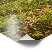 Herbst im Shenandoah-Nationalpark, Virginia Fotodruck (Ecke)