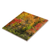 Herbst im Sims Pond North Carolina, Blue Ridge Fliese (Seite)