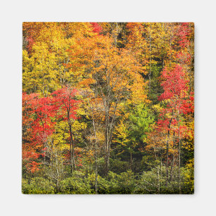 Herbst im Sims Pond North Carolina, Blue Ridge Magnet