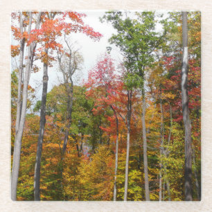 Herbst im Wald Farbige Herbstfotografie Glasuntersetzer