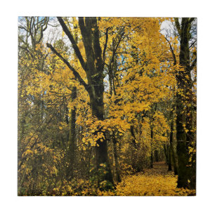 Herbst im Wald Fliese