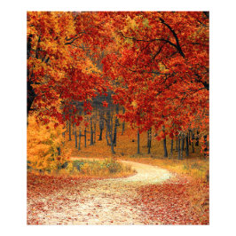 Herbst im Wald Fotodruck