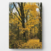 Herbst im Wald Fotoplatte (Vorderseite)