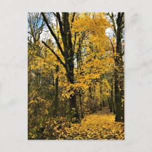 Herbst im Wald Postkarte