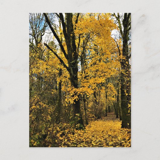 Herbst im Wald Postkarte (Vorderseite)