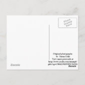 Herbst in Arkansas / Herbstsaison Bäume Fotografie Postkarte (Rückseite)