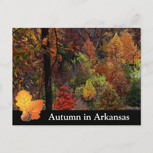 Herbst in Arkansas / Herbstsaison Bäume Fotografie Postkarte (Vorderseite)