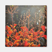 Herbst in Canberra Magnet (Vorne)