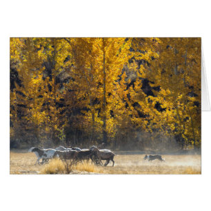 Herbst-In Herden leben