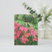 Herbst in Maine Postkarte (Stehend Vorderseite)