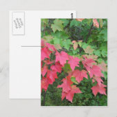Herbst in Maine Postkarte (Vorne/Hinten)