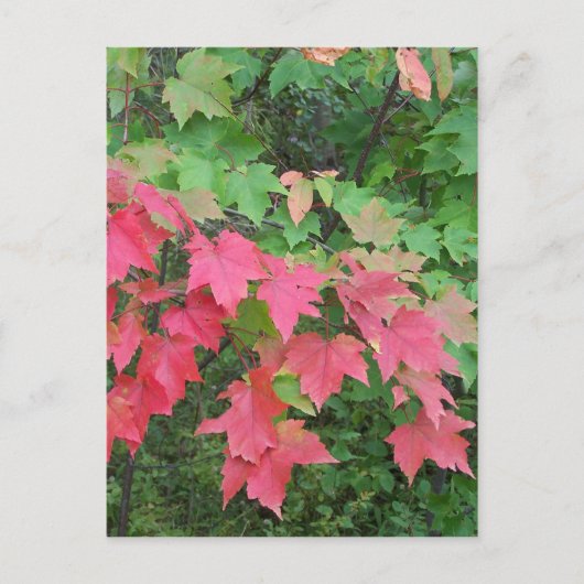 Herbst in Maine Postkarte (Vorderseite)