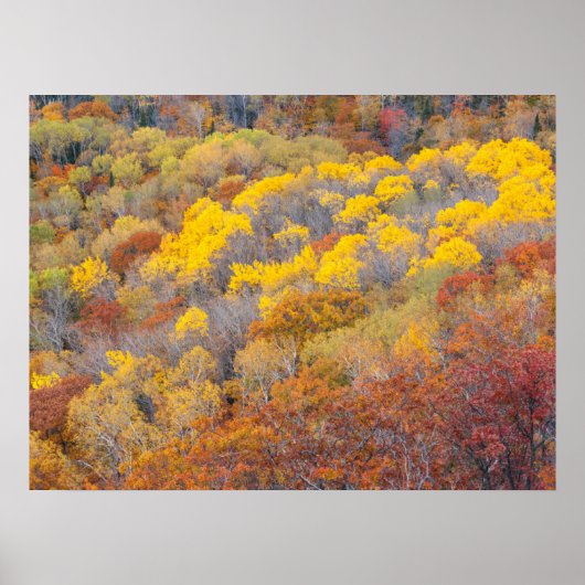 Herbst in Michigan Poster (Vorne)