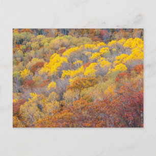 Herbst in Michigan Postkarte