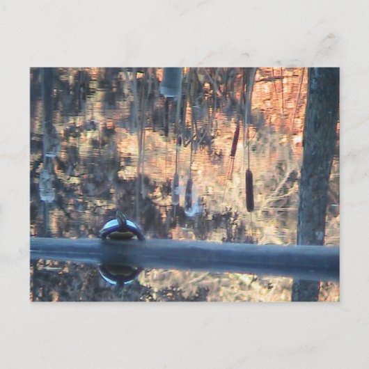 Herbst in Ohio Postkarte (Vorderseite)