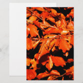 Herbst in Wald Briefpapier (Vorne/Hinten)