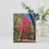 Herbst in Yosemite Postkarte (Stehend Vorderseite)