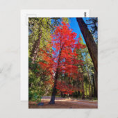 Herbst in Yosemite Postkarte (Vorne/Hinten)