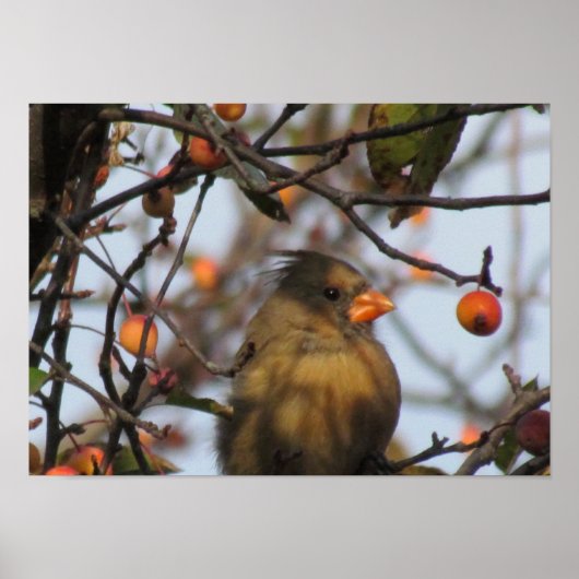 Herbst-Kardinal Poster (Vorne)