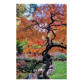 Herbst-Lackblatt-Japanischer Ahornbaum Botanisch Poster (Vorderseite)