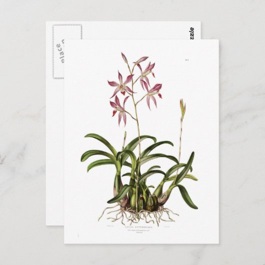 Herbst-Laelia Postkarte (Vorne/Hinten)