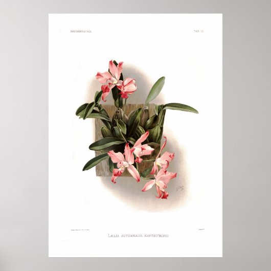 Herbst-Laelia xanthotropis Poster (Vorne)