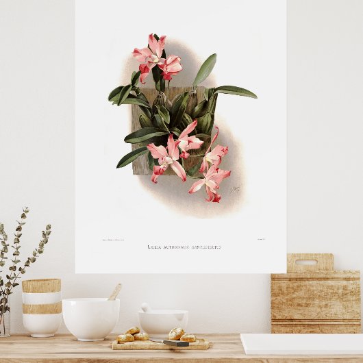 Herbst-Laelia xanthotropis Poster (Küche)