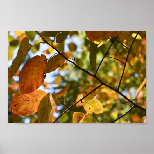 Herbst-Leaf-Herbst lässt Sky Nature Fotografy Poster (Vorne)