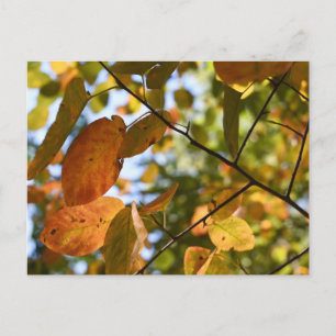 Herbst-Leaf-Herbst lässt Sky Nature Fotografy Postkarte