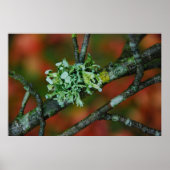 Herbst Lichen Poster (Vorne)