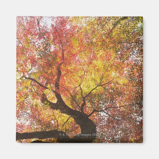 Herbst Magnet (Vorne)