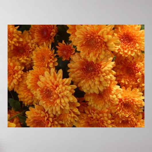 Herbst-Mums-Poster Poster (Vorne)
