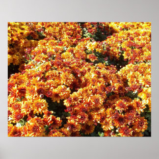 Herbst-Mütterchrysanthemen Poster